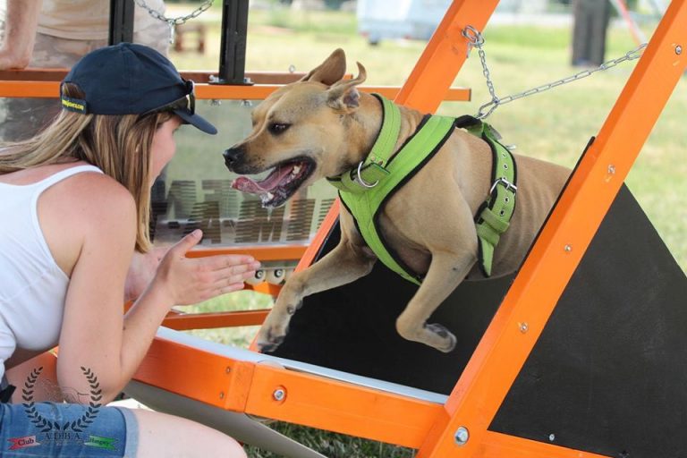 Firepaw High Resistance "Carpet" Dog Treadmill Firepaw