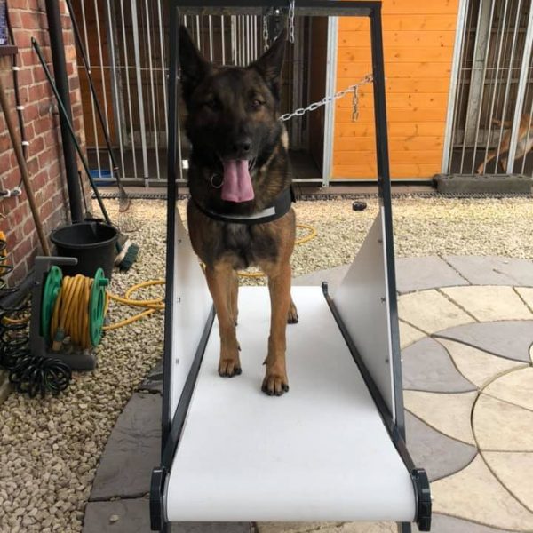 Firepaw Dragon “Carpet” Dog Treadmill Firepaw Dog Treadmills For