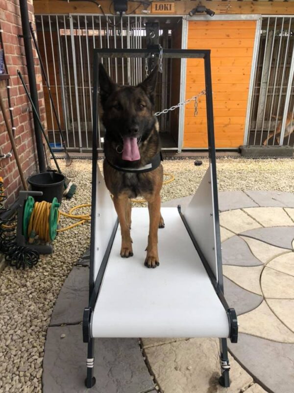 Firepaw Dragon “Carpet” Dog Treadmill Firepaw Dog Treadmills For