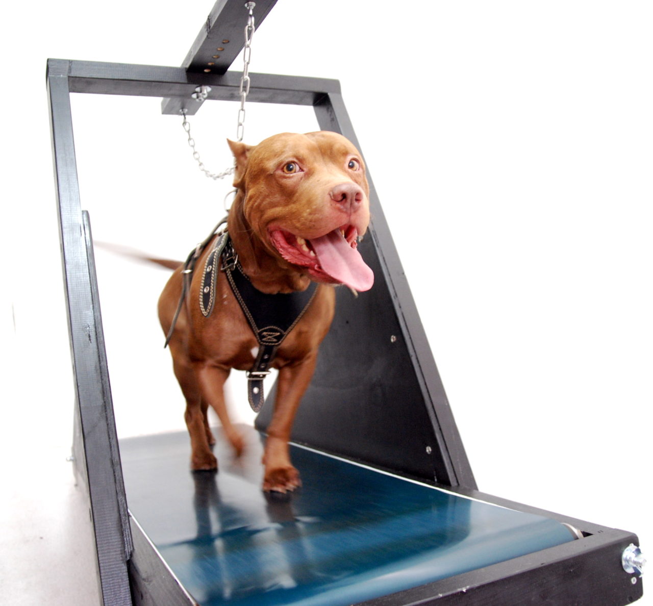 Firepaw High Resistance "Carpet" Dog Treadmill Firepaw