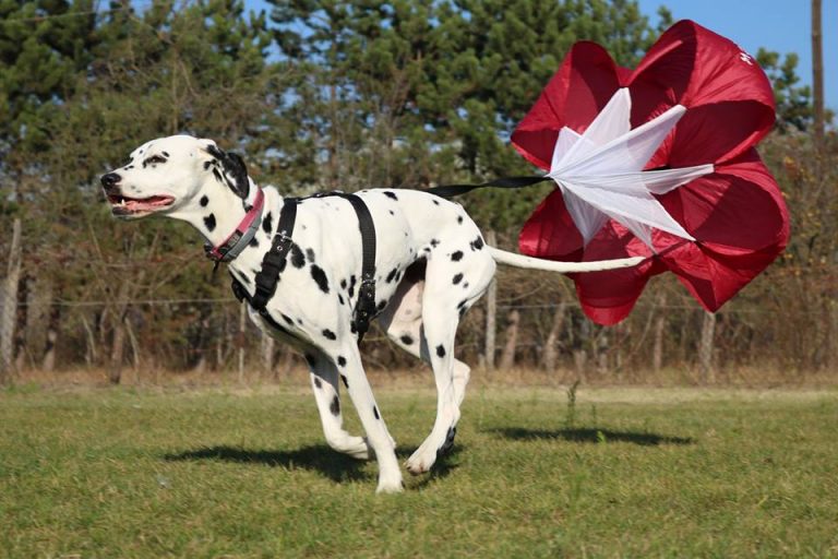 Firepaw Running Chute for Dogs Firepaw Dog Treadmills For Dogs with