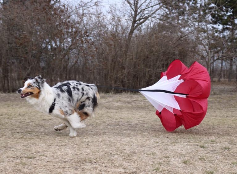 Firepaw Running Chute for Dogs Firepaw Dog Treadmills For Dogs with