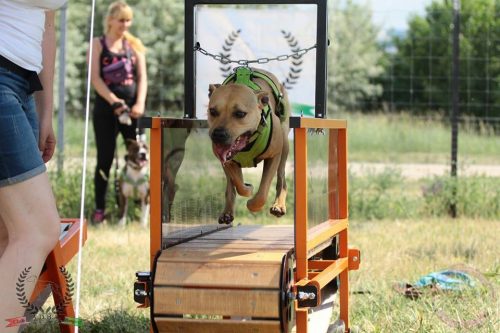 Treadmill harness for on sale dogs