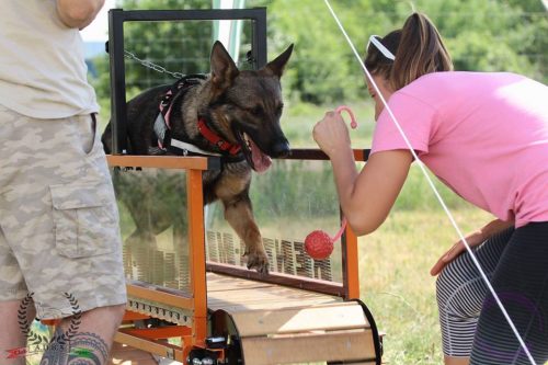 Treadmill Training for Dogs