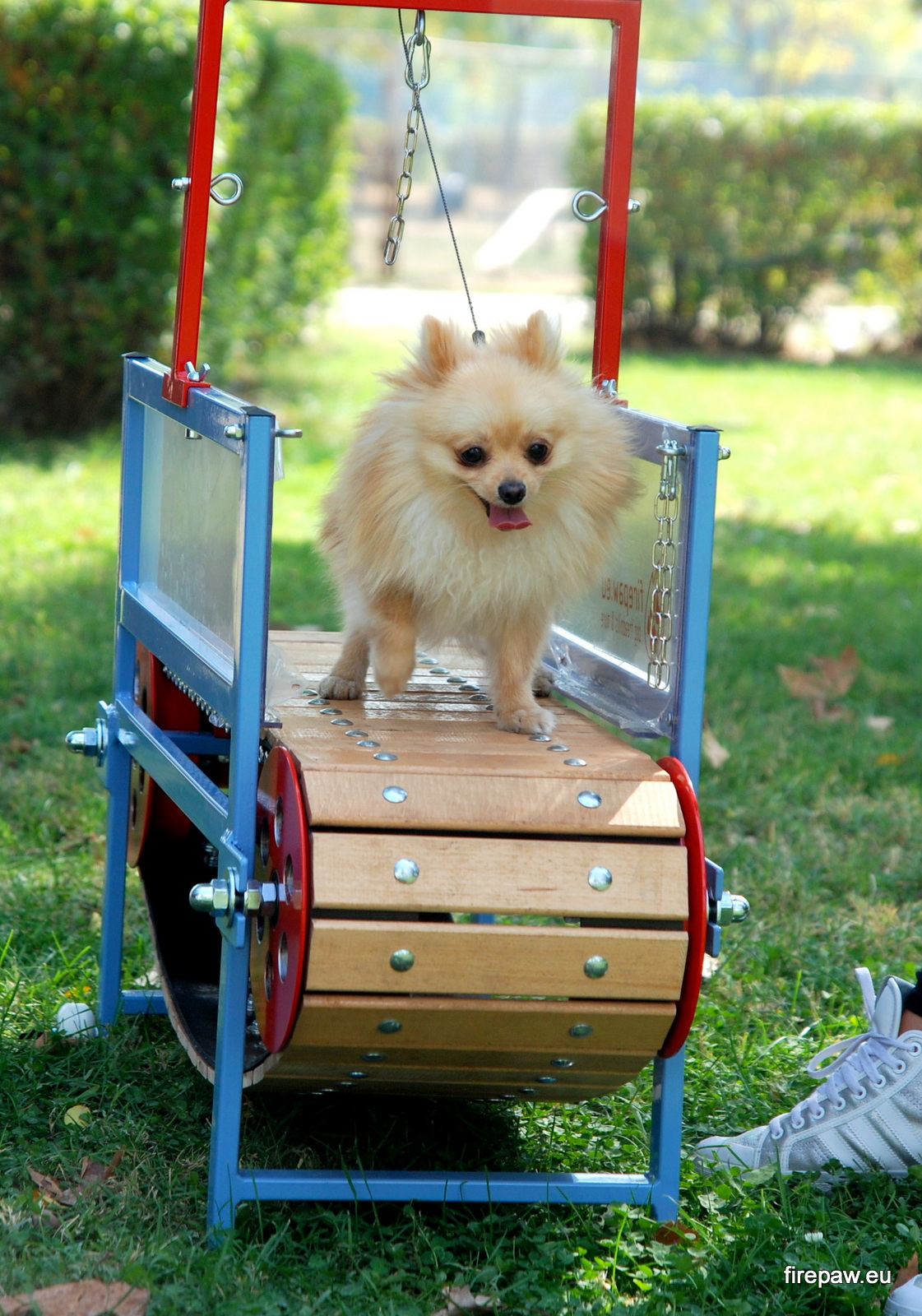 Firepaw Mini Dogs Treadmill