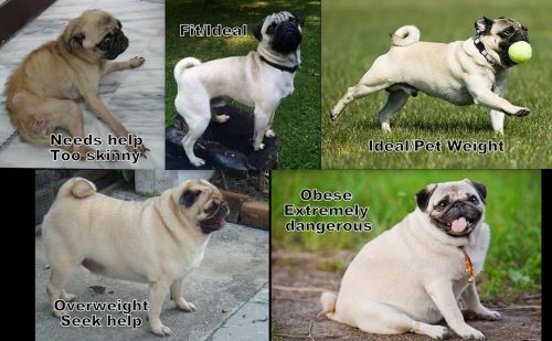 how long do obese dogs live