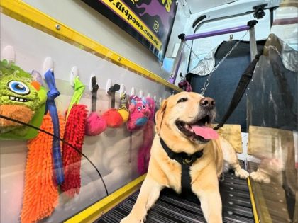 9 benefits of mobile dog gyms and 7 reasons why Firepaw is the most commonly chosen slatmill